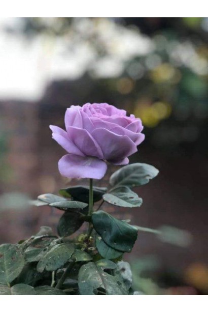 Троянда чайно-гібридна Блу Скай Фрі